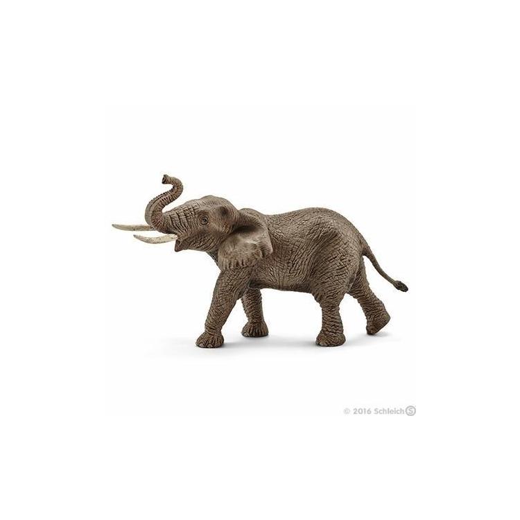 Słoń afrykański samiec