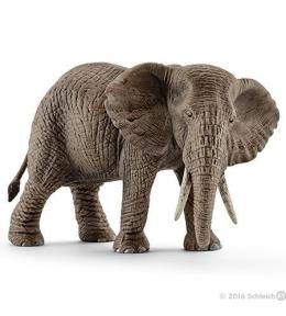 Słoń afrykański samica