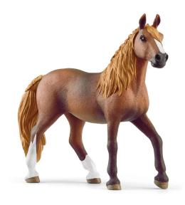 Klacz Rasy Paso Peruano