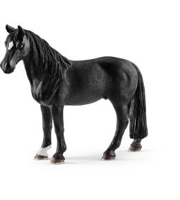 Wałach rasy Tennessee Walker