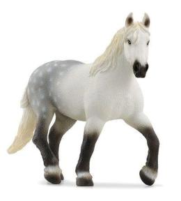 Klacz rasy Perszeron