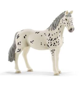 Klacz rasy Knabstrupper