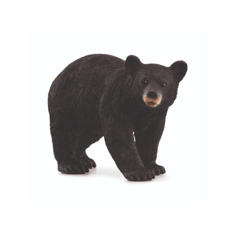 Niedźwiedź czarny