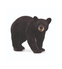 Niedźwiedź czarny