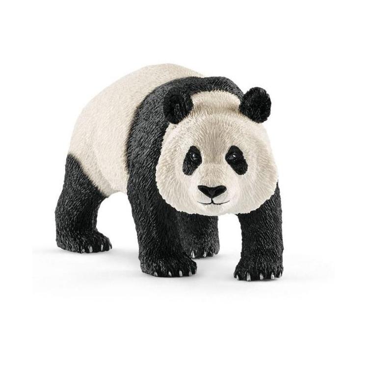 Panda Wielka samiec