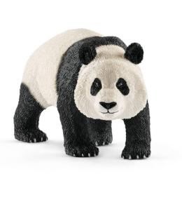 Panda Wielka samiec