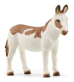 Amerykański Osioł Łaciaty