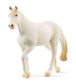 Klacz Rasy Camarillo