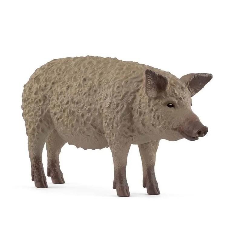 Świnia Mangalica
