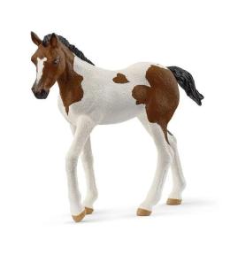 Źrebak rasy Paint Horse