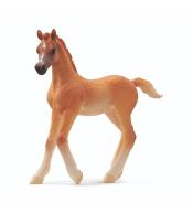 Źrebię czystej krwi arabskiej