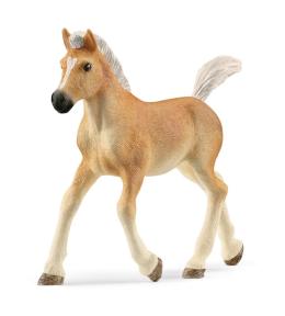 Źrebak rasy haflinger