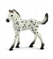 Źrebię rasy Knapstrupper Foal