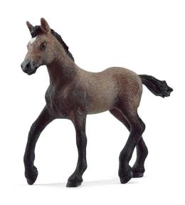 Źrebak Rasy Paso Peruano