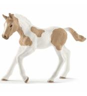Źrebię rasy Paint Foal