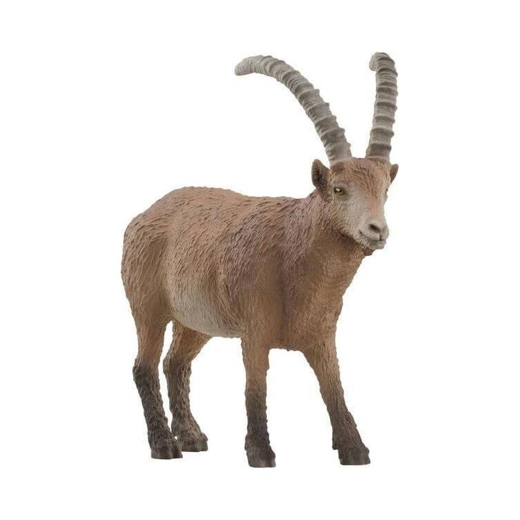 Koziorożec alpejski