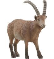 Koziorożec alpejski