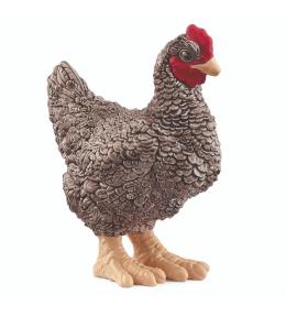 Kura rasy Plymouth Rock