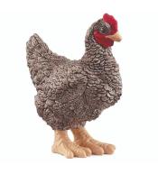 Kura rasy Plymouth Rock