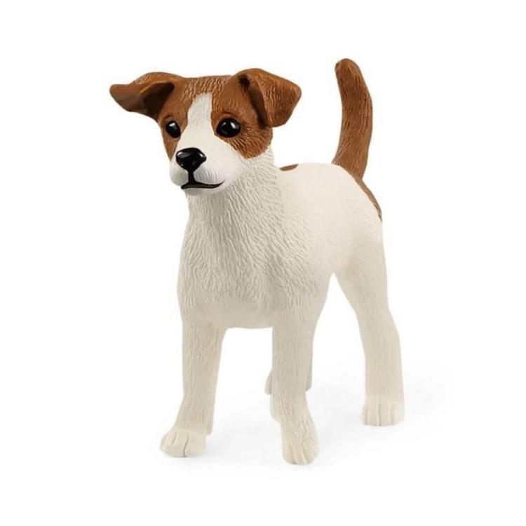 Jack Russell Terrier