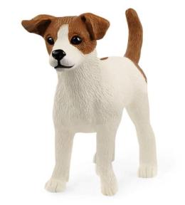 Jack Russell Terrier