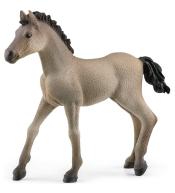 Klacz criollo definitivo