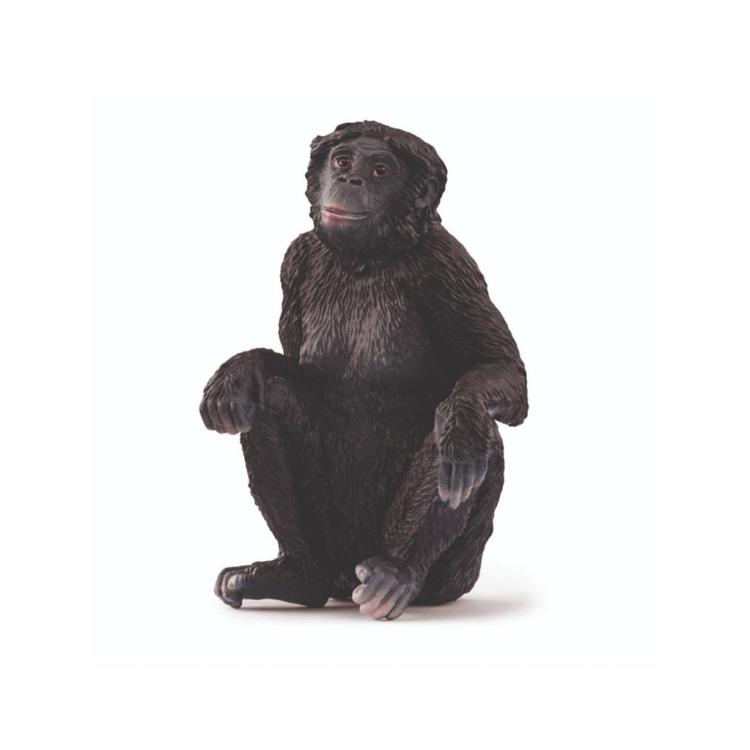 Samica szympansa karłowatego