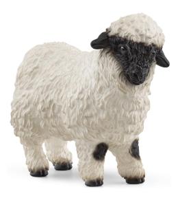 Owca walliserska czarnonosa