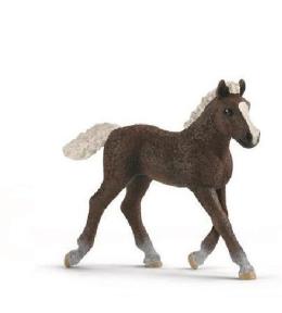 Źrebię ze Schwarzwaldu