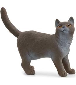 Kot brytyjski krótkowłosy