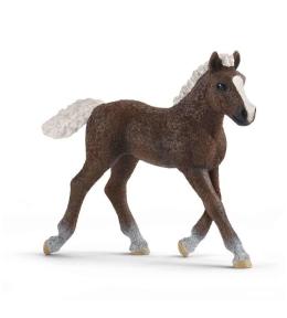 Źrebię rasy Szwedzkiej