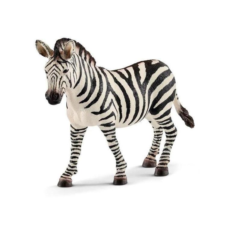 Samica zebry Wild Life