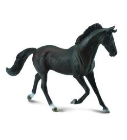 Klacz thooroughbred maści czarnej