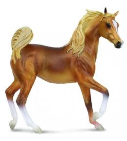 Klacz rasy arabskiej maści Golden Chestnut