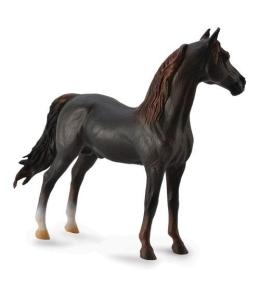 Ogier Morgan Stallion maści kasztanowej