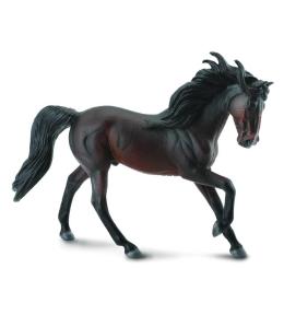 Ogier Andaluzyjski maści Bay