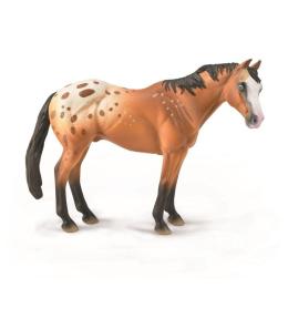 Koń Appaloosa wałach jasnobrązowy