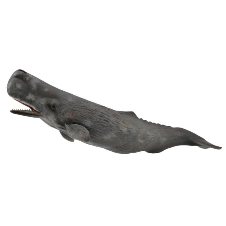 Sperm Whale