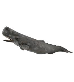 Sperm Whale