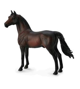 Koń Morgan Stallion - Bay