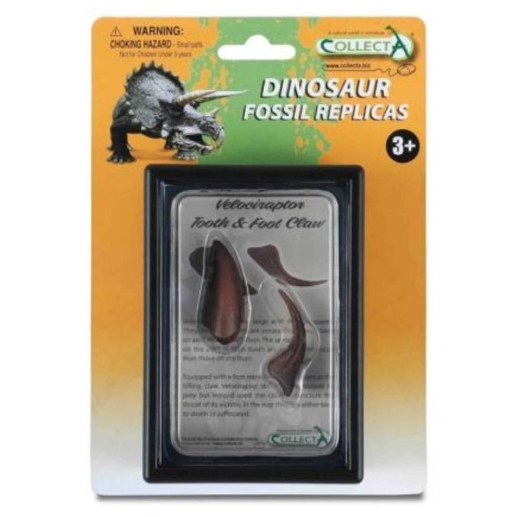 Ząb i pazur kończyny dolnej Velociraptora