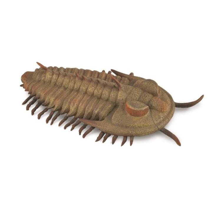 Redlichia Rex Trilobite