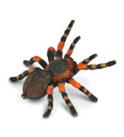 Ptasznik czerwonokolanowy