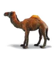 Wielbłąd jednogarbny