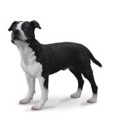 Pies amerykański saffordshire terrier