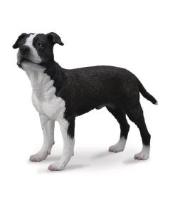 Pies amerykański saffordshire terrier