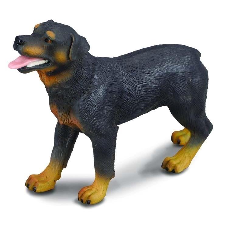 Pies rottweiler