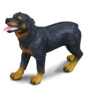 Pies rottweiler