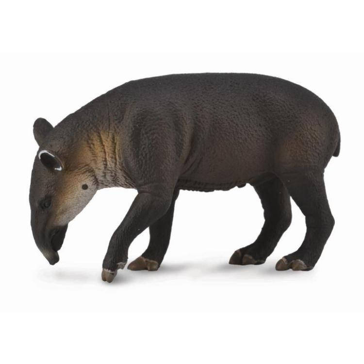 Tapir cielę bairda
