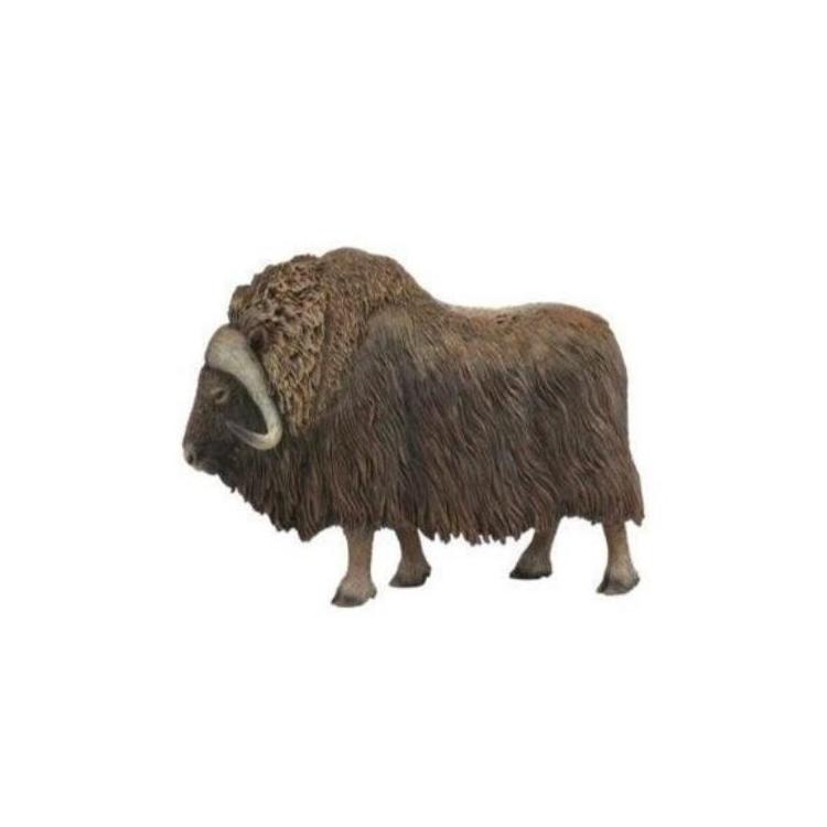 Piżmowół arktyczny